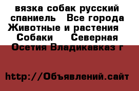 вязка собак русский спаниель - Все города Животные и растения » Собаки   . Северная Осетия,Владикавказ г.